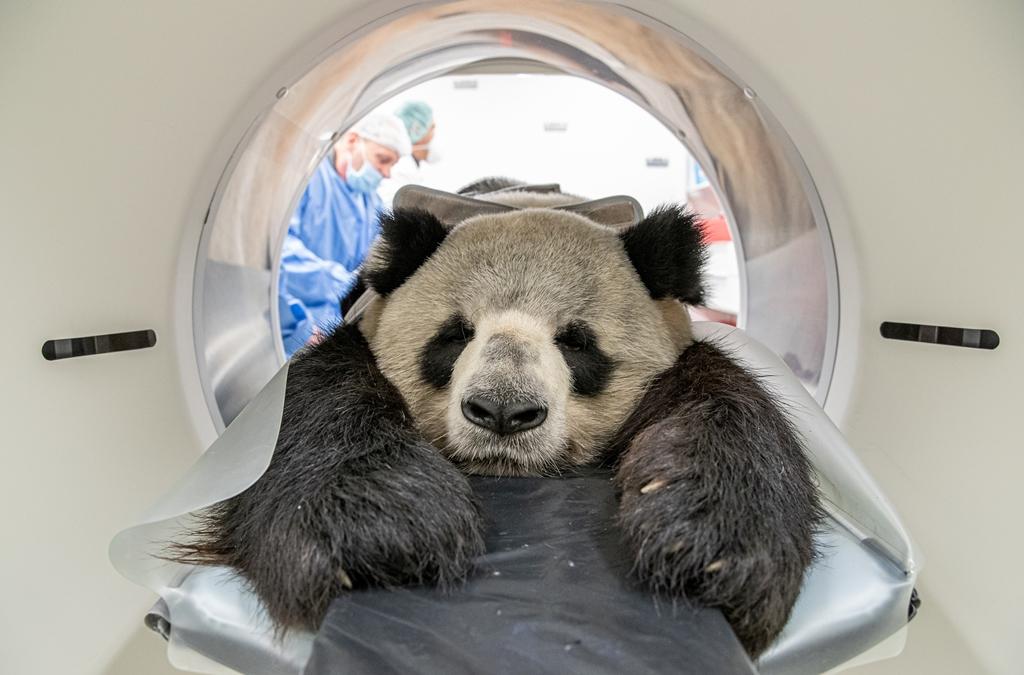 Year’s first captive giant panda cub born in Sichuan – China Daily