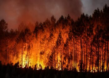 In 2024, wildfires burned an area equivalent of cities of São Paulo and Rio de Janeiro together – Brasil de Fato