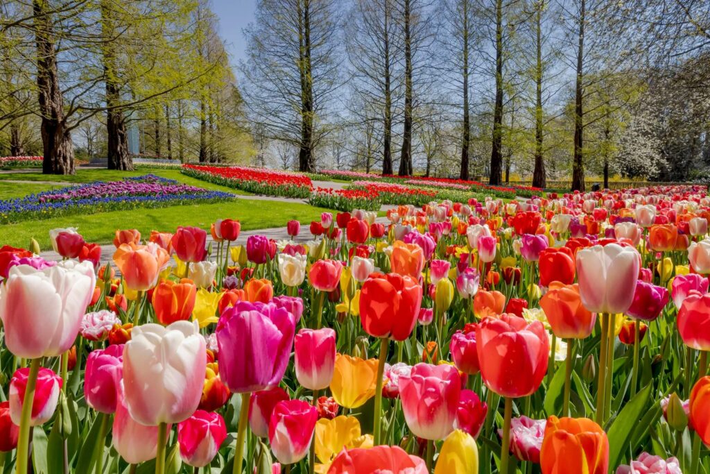 See the best of the tulip season in and around Amsterdam – Lonely Planet