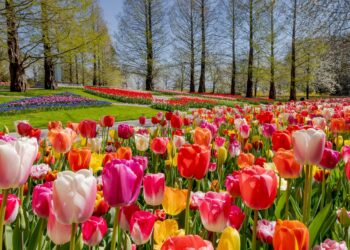 See the best of the tulip season in and around Amsterdam – Lonely Planet