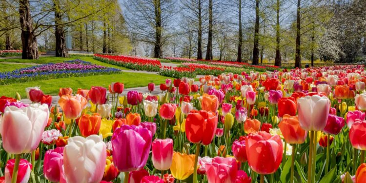 See the best of the tulip season in and around Amsterdam – Lonely Planet