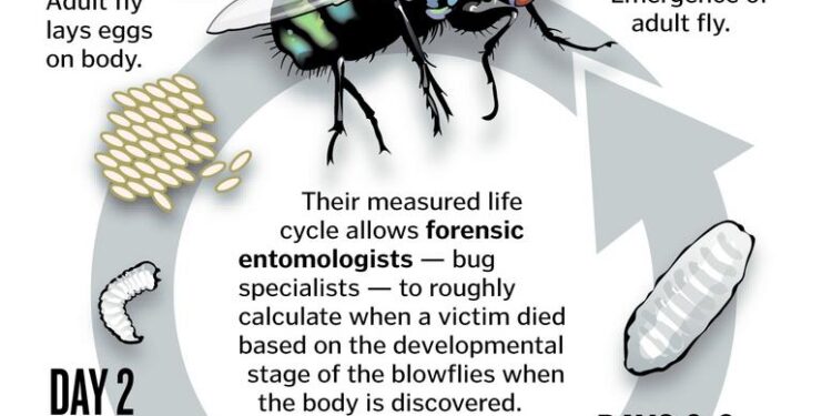 Forensic entomology in Cameroon (Central African sub-region): the use of arthropod fauna of rat (Rattus norvegicus, Berkenhout, 1769, var. Wistar) carcasses as silent crime scene witnesses – Frontiers
