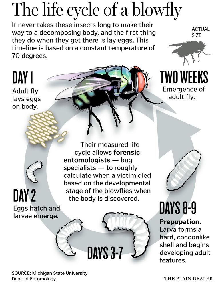 Forensic entomology in Cameroon (Central African sub-region): the use of arthropod fauna of rat (Rattus norvegicus, Berkenhout, 1769, var. Wistar) carcasses as silent crime scene witnesses – Frontiers