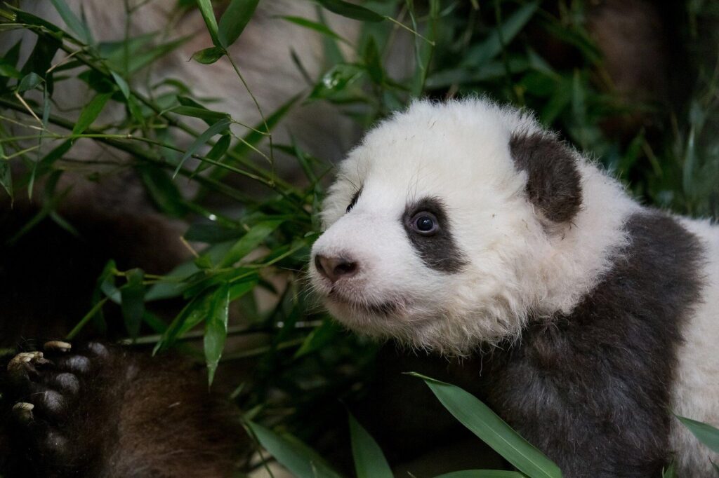 ‘Sad that they leave Japan all at once’: panda fans bid farewell to beloved 4 – South China Morning Post