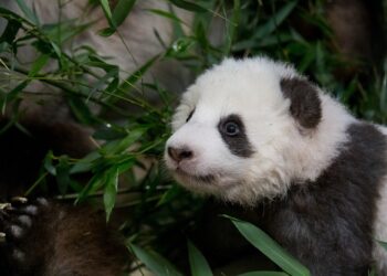 ‘Sad that they leave Japan all at once’: panda fans bid farewell to beloved 4 – South China Morning Post