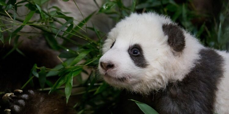 ‘Sad that they leave Japan all at once’: panda fans bid farewell to beloved 4 – South China Morning Post