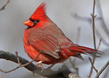 Cardinal criticizes reliance on coal for electricity in South Africa, calls for switch to renewable energy – National Catholic Reporter