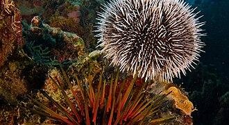 Sea Urchin Menu Launched at Yotsuba at Four Seasons Hotel Dalian – Four Seasons Press Room