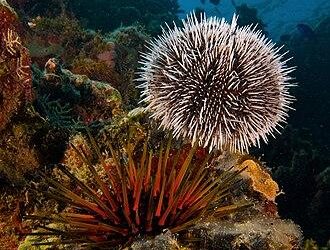 Sea Urchin Menu Launched at Yotsuba at Four Seasons Hotel Dalian – Four Seasons Press Room
