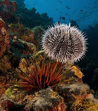 Sea Urchin Menu Launched at Yotsuba at Four Seasons Hotel Dalian – Four Seasons Press Room