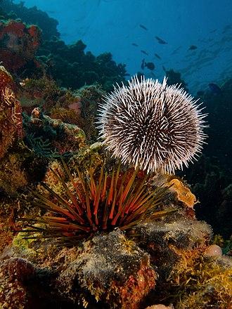 Sea Urchin Menu Launched at Yotsuba at Four Seasons Hotel Dalian – Four Seasons Press Room
