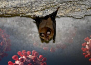 Federal watchdog finds problems with NIH oversight of grant funding bat virus research in China – Science | AAAS