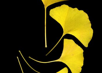 Students revel in ginkgo leaves at Shenyang Agricultural University – China Daily