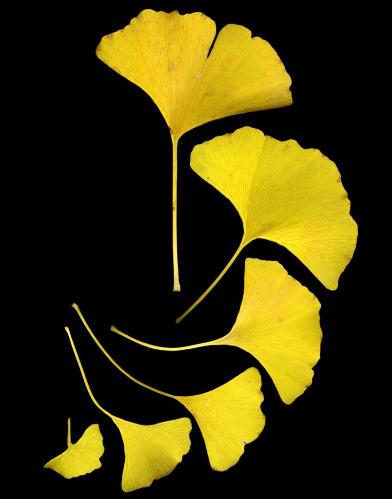 Students revel in ginkgo leaves at Shenyang Agricultural University – China Daily
