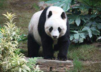 Four Japan-born giant pandas arrive in Chengdu – Xinhua