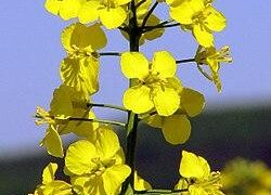 Economy&Life | Rapeseed flowers in Chating Town of central China’s Hunan boost local economy – Xinhua