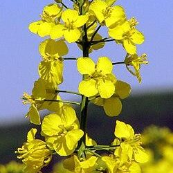 Economy&Life | Rapeseed flowers in Chating Town of central China’s Hunan boost local economy – Xinhua