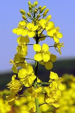 Economy&Life | Rapeseed flowers in Chating Town of central China’s Hunan boost local economy – Xinhua