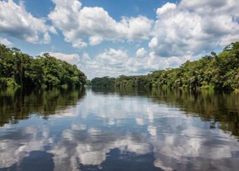 Collaboration for the Congo Basin – the largest tropical forest reserve – The World Economic Forum