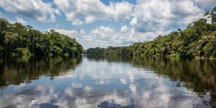 Collaboration for the Congo Basin – the largest tropical forest reserve – The World Economic Forum