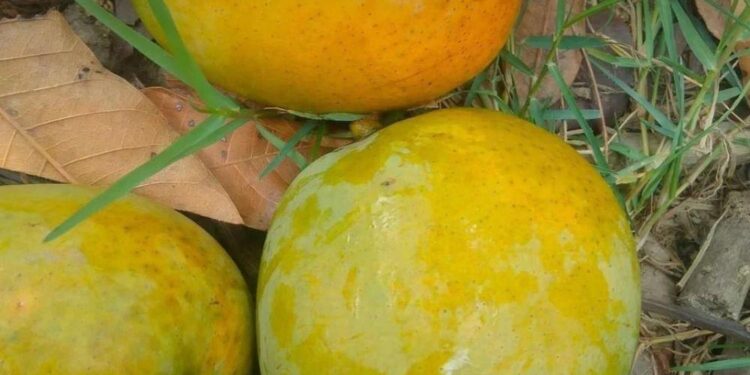 Bangladeshi mangoes enter China for the first time – Xinhua