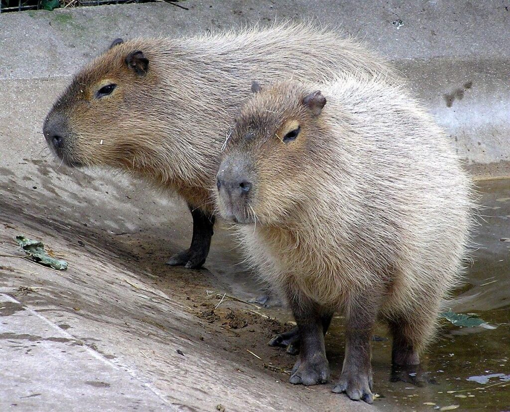 Population Estimate and Spatial Distribution of Capybaras in Lake Paranoá, Brasília, Brazil – Santos – 2025 – Biotropica – Wiley Online Library