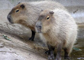 Population Estimate and Spatial Distribution of Capybaras in Lake Paranoá, Brasília, Brazil – Santos – 2025 – Biotropica – Wiley Online Library