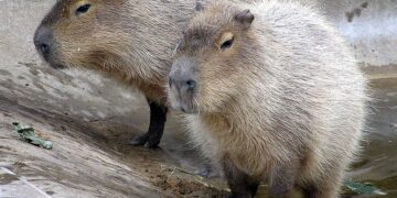 Population Estimate and Spatial Distribution of Capybaras in Lake Paranoá, Brasília, Brazil – Santos – 2025 – Biotropica – Wiley Online Library