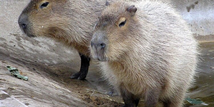 Population Estimate and Spatial Distribution of Capybaras in Lake Paranoá, Brasília, Brazil – Santos – 2025 – Biotropica – Wiley Online Library