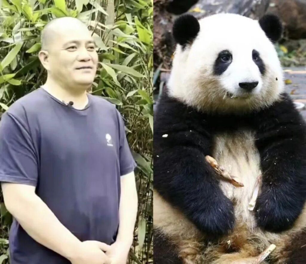 Hua hua’s birthday bash and her cuddly panda empire – Xinhua