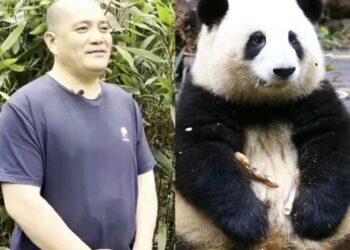 Hua hua’s birthday bash and her cuddly panda empire – Xinhua