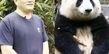 Hua hua’s birthday bash and her cuddly panda empire – Xinhua