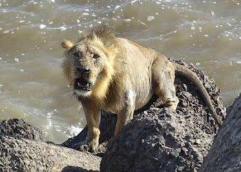 Pakistani Lion on the loose, rich owner watches—Lahore had one wild weekend – ThePrint