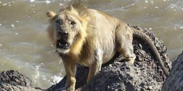 Pakistani Lion on the loose, rich owner watches—Lahore had one wild weekend – ThePrint