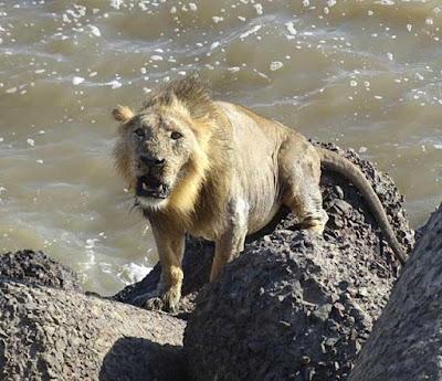 Pakistani Lion on the loose, rich owner watches—Lahore had one wild weekend – ThePrint