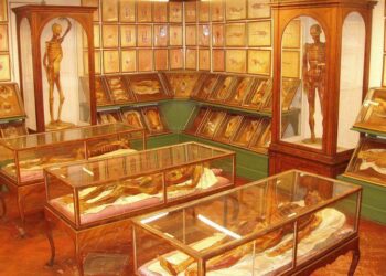 Medical wax museum in Spain showcasing 19th-century diseases is set to close – The World from PRX