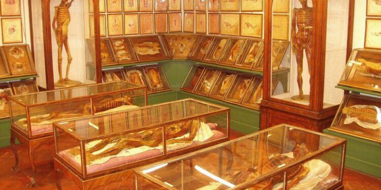 Medical wax museum in Spain showcasing 19th-century diseases is set to close – The World from PRX