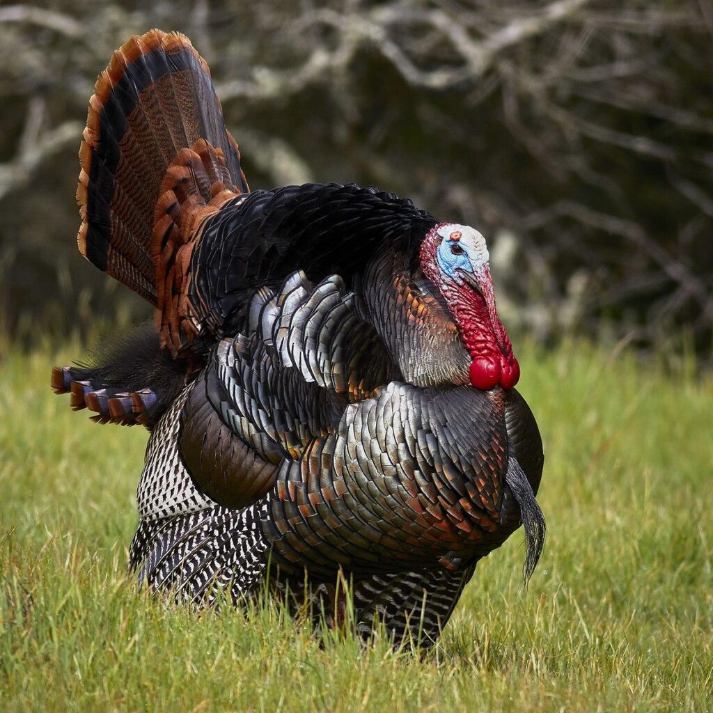 Signs of an increasingly flexible Turkey in Africa – GIS Reports