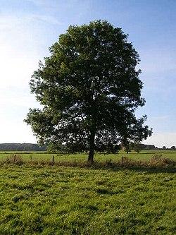 The Tree Growing Inside a 7-Eleven – Atlas Obscura