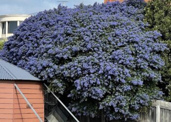 Protecting Our Blue Pacific: IUCN Oceania at the UN Ocean Conference – International Union for Conservation of Nature