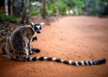 World’s oldest climate fund targets wildlife bonds for every country in Africa – Reuters