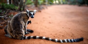 World’s oldest climate fund targets wildlife bonds for every country in Africa – Reuters