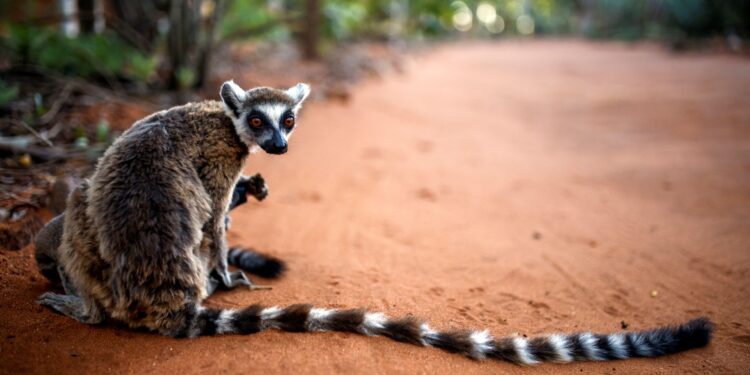 World’s oldest climate fund targets wildlife bonds for every country in Africa – Reuters