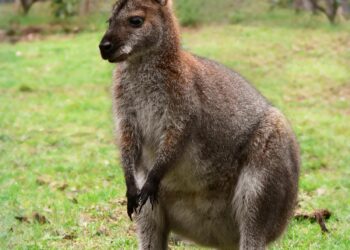 Wallabies look for another golden moment in Melbourne – Yahoo Home