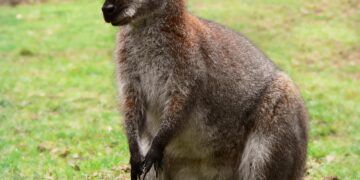 Wallabies look for another golden moment in Melbourne – Yahoo Home