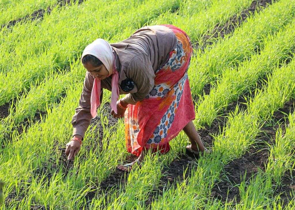 Ivory Coast farmers hope tech tempts jaded youth back to fields – FOX 28 Spokane