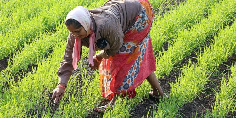 Ivory Coast farmers hope tech tempts jaded youth back to fields – FOX 28 Spokane