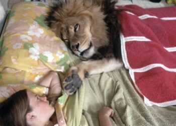 Pakistan launches crackdown on ‘pet’ lion ownership after woman mauled in Lahore street – The Independent