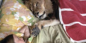 Pakistan launches crackdown on ‘pet’ lion ownership after woman mauled in Lahore street – The Independent