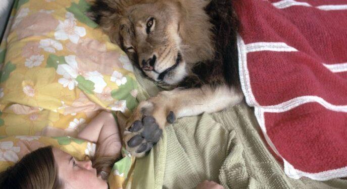 Pakistan launches crackdown on ‘pet’ lion ownership after woman mauled in Lahore street – The Independent